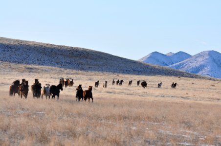 Onaqui Wild Horse Gather 02/20/12