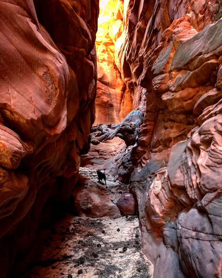 Slot Canyon Dog