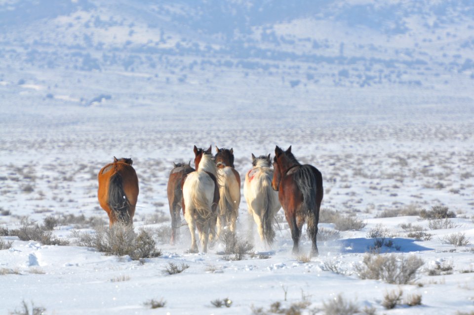 Swasey Wild Horse Gather Day 5: 2/16/13