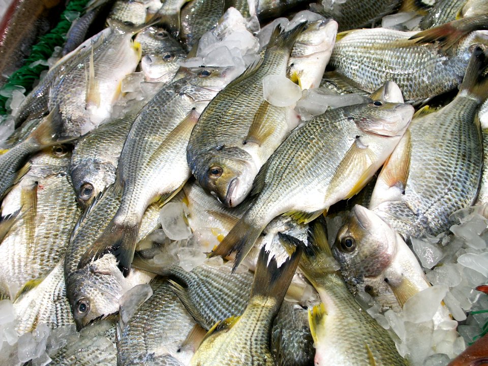 Fish market.