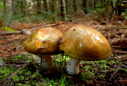 Suillaceae Fungus ? photo