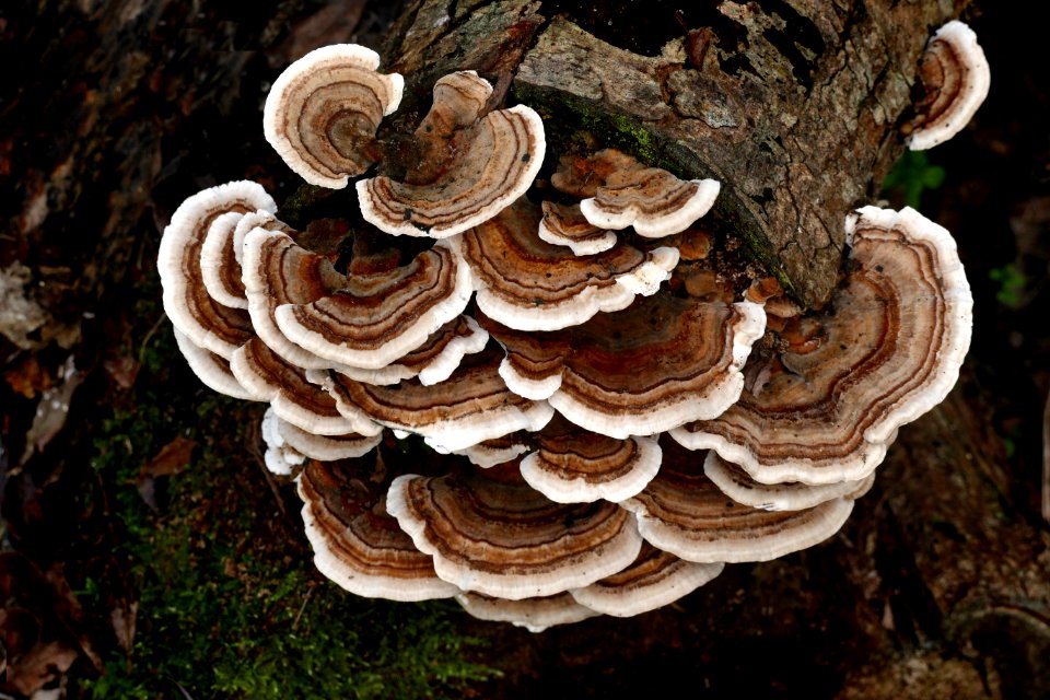 Turkey tail Fungus.