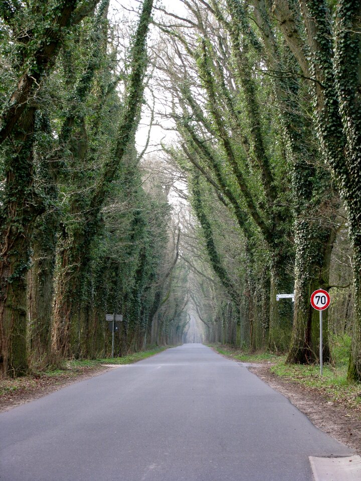 Trees leaf roof tunnel photo