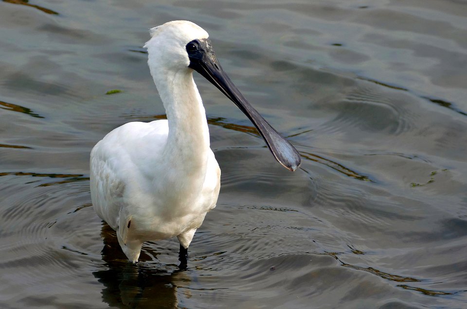 Royal spoonbill (Platalea regia)