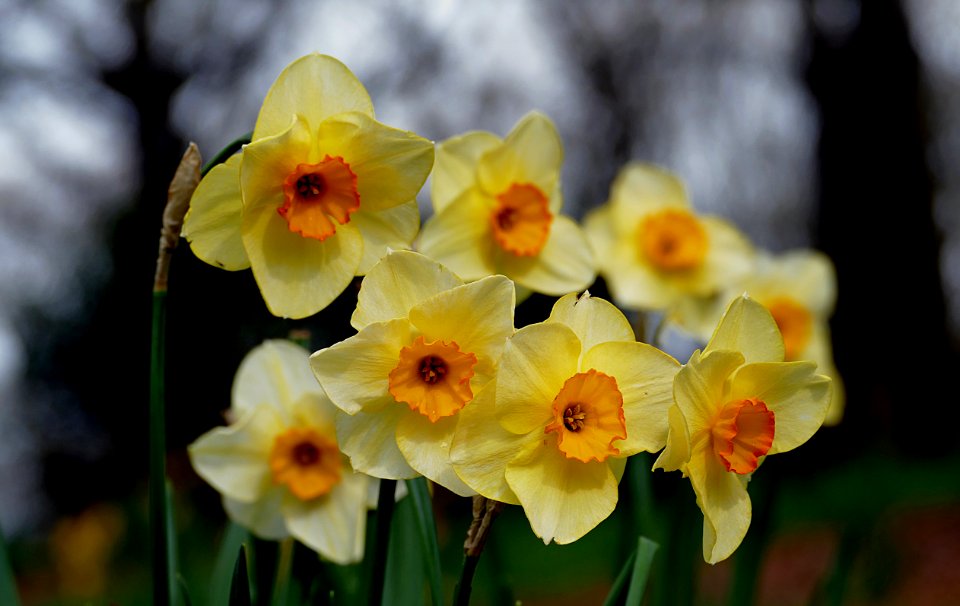 Daffodils photo