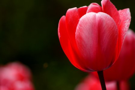 Tulips (18) photo