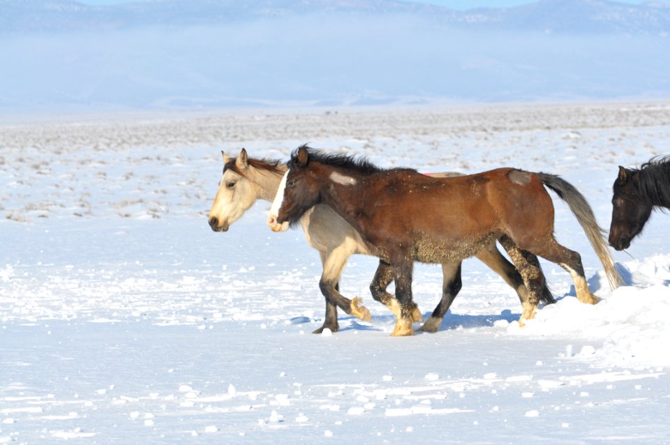 Swasey Wild Horse Gather Day 5: 2/16/13