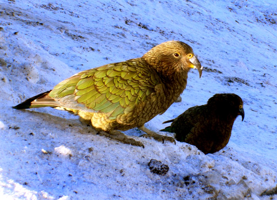 Kea. (Nestor notabilis)