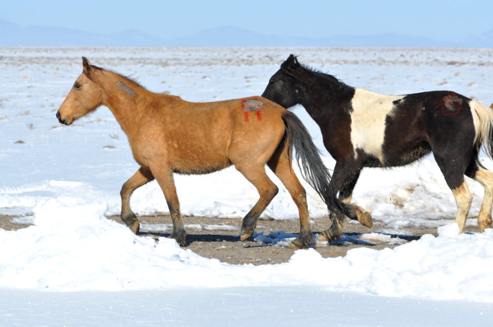 Swasey Wild Horse Gather Day 5: 2/16/13