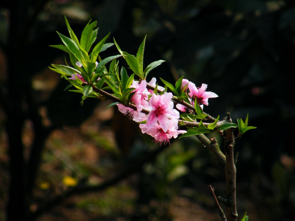 Peach blossom chinese new year the scenery