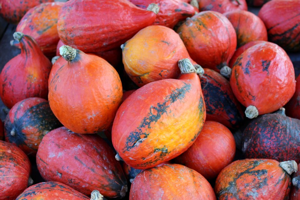 Pumpkins autumn Free photos