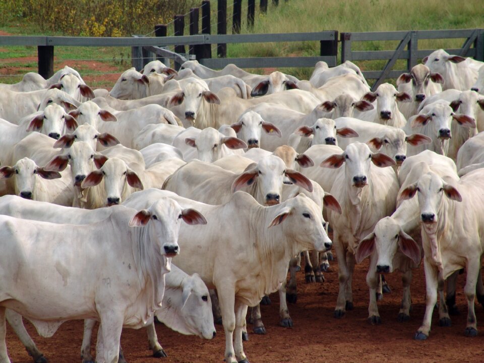 Nellore many cows cattle