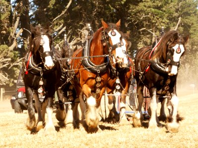 Horse Ploughing (21)