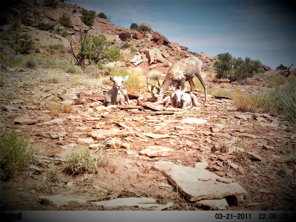 Desert Sheep