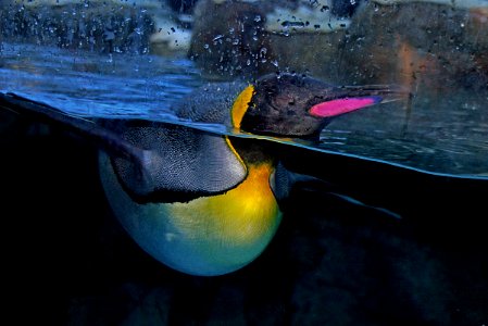 King penguin Calgary Zoo. photo