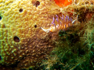 Cratena peregrina photo