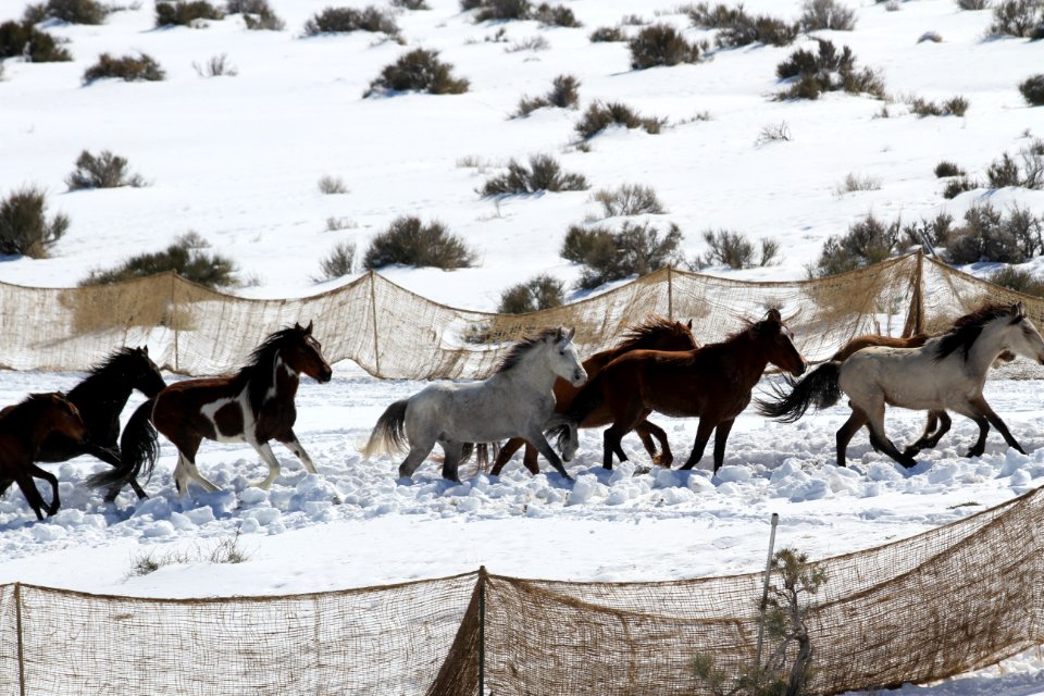Swasey Wild Horse Gather Day 3: 2/14/13