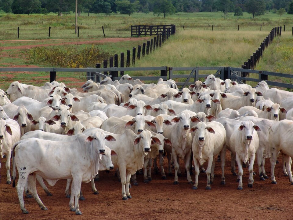 Nellore many cows cattle