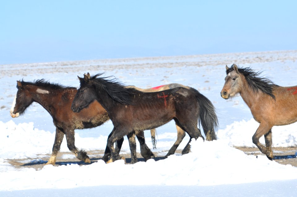 Swasey Wild Horse Gather Day 5: 2/16/13