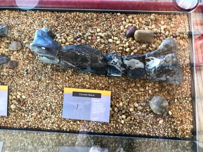Fossil on Display in Jurassic National Monument photo