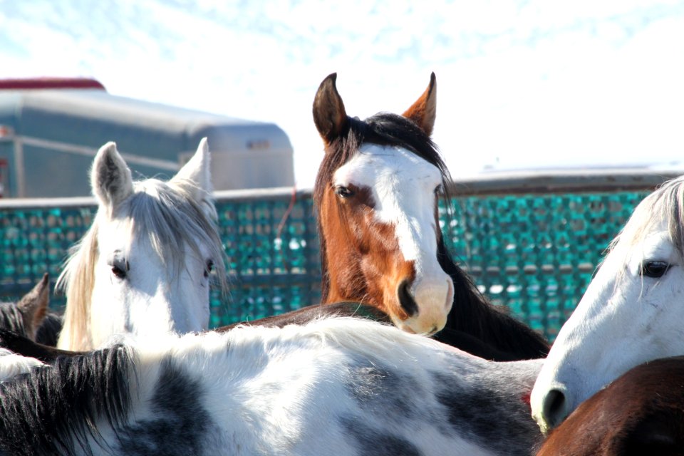Swasey Wild Horse Gather Day 2: 2/13/13
