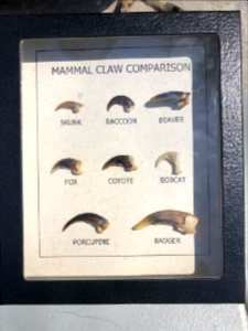 Wildlife Claws