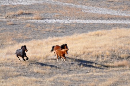 Cedar Mtn Wild Horse Gather 02/26/12