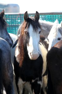 Swasey Wild Horse Gather Day 2: 2/13/13