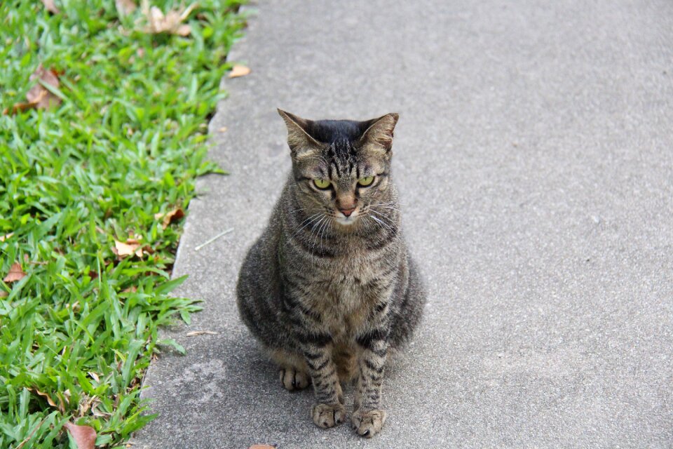 Animals pet feline