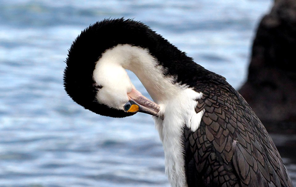 Pied Shag preening.(Phalacrocorax varius) photo