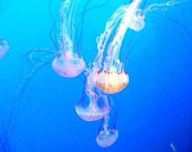 Monterey Aquarium. Jellyfish. photo