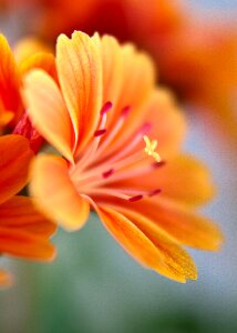 Bloom orange bright photo