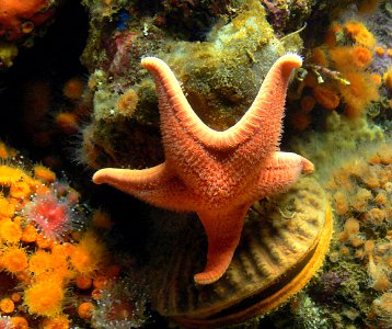 Monterey Aquarium.Star Fish photo