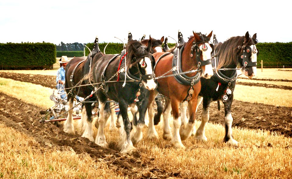 Horse Ploughing (6)