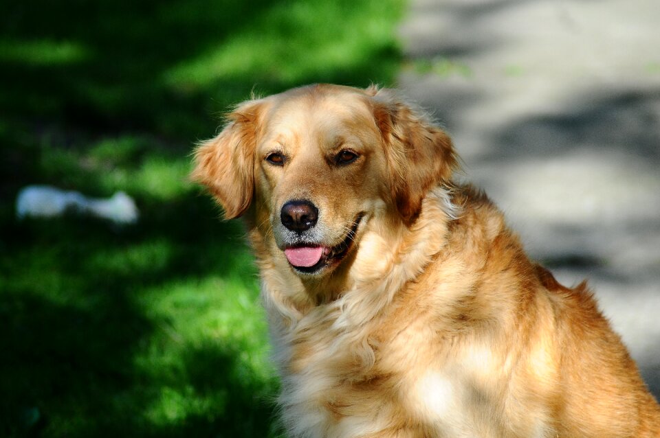 Happy canine domestic