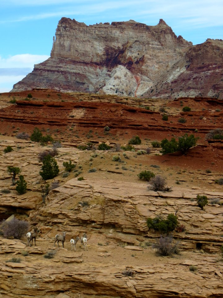 Temple Mountain Sheep