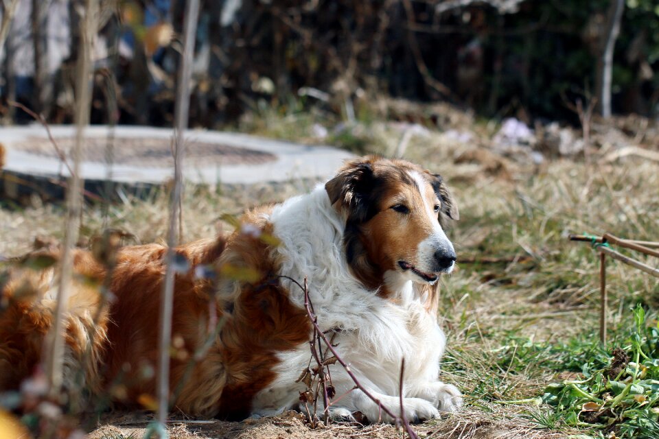 Animal dog shepherd