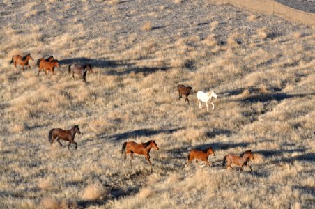 Cedar Mtn HMA Wild Horse Gather 02/24/12