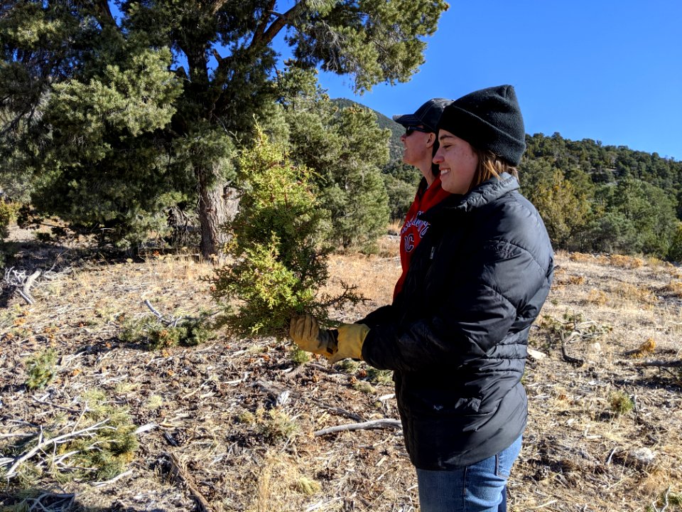 Tree Cutting in the West Desert District