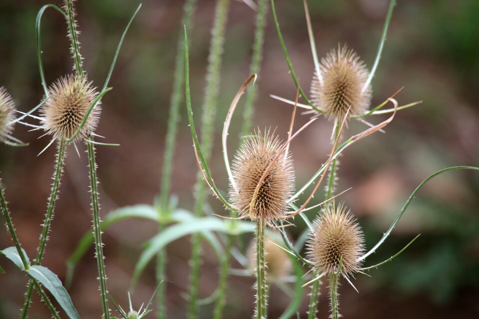Thorns thorny nature