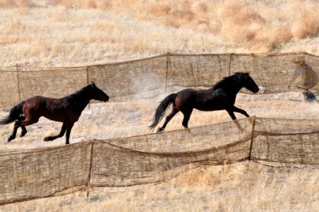 Cedar Mtn HMA Wild Horse Gather 02/24/12