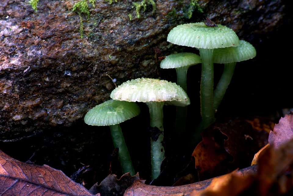 Gliophorus graminicolor.