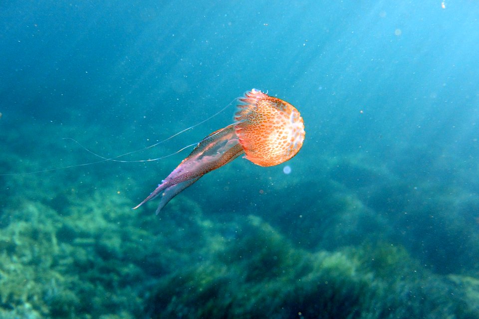 Meduse Pelagia Noctiluca