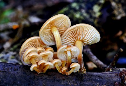 Flammulina sp.