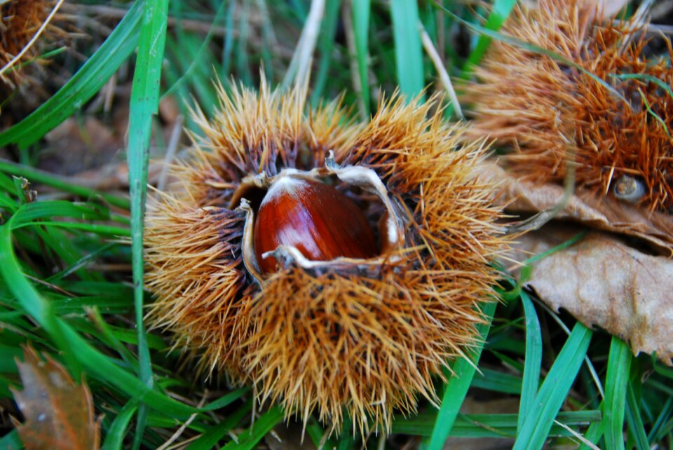 Autumn mountain chestnuts