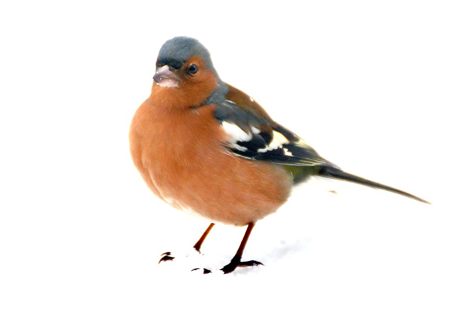 Common chaffinch. (Fringilla coelebs),