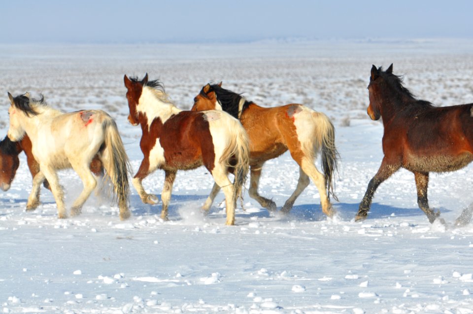 Swasey Wild Horse Gather Day 5: 2/16/13