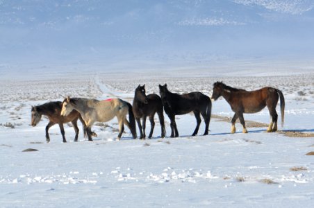 Swasey Wild Horse Gather Day 5: 2/16/13