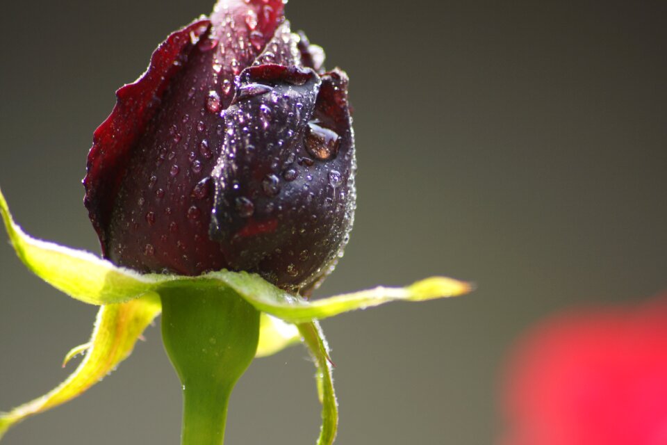 Rose dark black