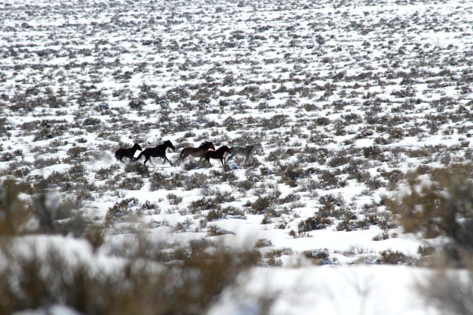 Swasey Wild Horse Gather Day 4: 2/15/13